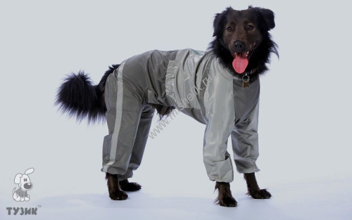 ТУЗИК Комбинезон Стаффордширский бультерьер холодный сука