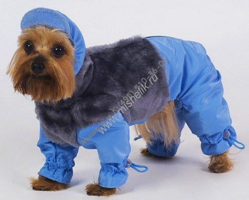 ТУЗИК ош 22 ог 37 от 32 дс 26 рост 24 комбинезон теплый с мехом зима - 1 для породы йоркширский терьер № 1 кобель