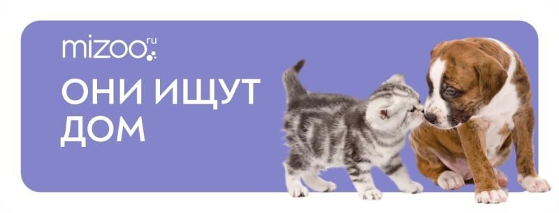 Они ищут дом