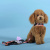 Шлейка United Pets для собак Complete me Forever 2,5 x 40-54 см, оранжевая с рисунком