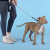 Ошейник United Pets для собак Complete me Writing S 26-40/1,6 см, голубой с рисунком
