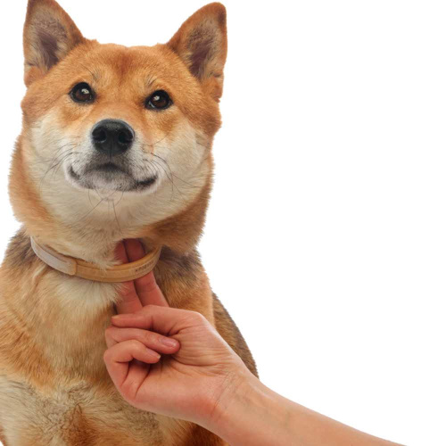 Bayer Килтикс ошейник от клещей 48 см для собак средних пород