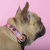 Ошейник United Pets для собак Complete me Forever L 43-73/2,5 см, оранжевый с рисунком