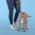 Ошейник United Pets для собак Complete me Writing S 26-40/1,6 см, голубой с рисунком