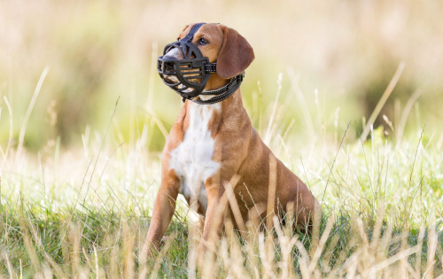 Намордник Muzzle Flex, резина, S (20 см, длина лобного ремня до 20 см), чёрный