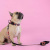 Поводок United Pets для собак Complete me Forever 140 см, 20 мм, оранжевый с рисунком