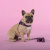 Шлейка United Pets для собак Complete me Identity 3,5 x 48-64 см, черная с розовым