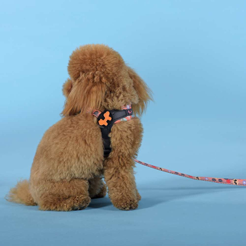Шлейка United Pets для собак Complete me Forever 2,5 x 40-54 см, оранжевая с рисунком