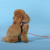 Шлейка United Pets для собак Complete me Forever 2,5 x 40-54 см, оранжевая с рисунком