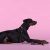 Ошейник United Pets для собак Complete me Identity S 26-40/1,6 см, черный с розовым