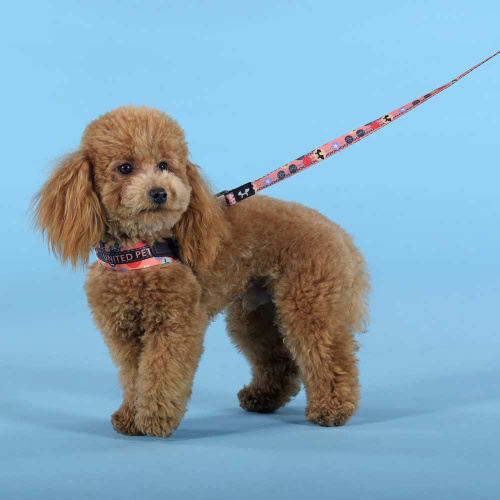 Шлейка United Pets для собак Complete me Forever 2,5 x 40-54 см, оранжевая с рисунком