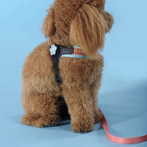 Шлейка United Pets для собак Complete me 3,5 x 48-64 см, голубая с оранжевым