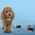 Шлейка United Pets для собак Complete me 3,5 x 48-64 см, голубая с оранжевым