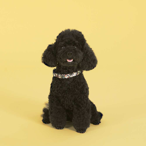 Ошейник United Pets для собак Complete me S 26-40/1,6 см, разноцветный рисунок