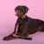 Поводок United Pets для собак Complete me Forever 140 см, 20 мм, оранжевый с рисунком