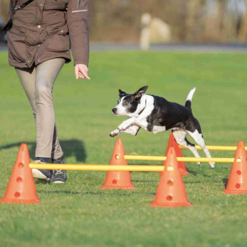 Набор препятствий для аджилити Dog Activity, 6 конусов, 3 рейки, ф 23 × 30 см, 78 см