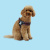 Шлейка United Pets для собак Complete me S 42 x 44-58 см, красная зебра