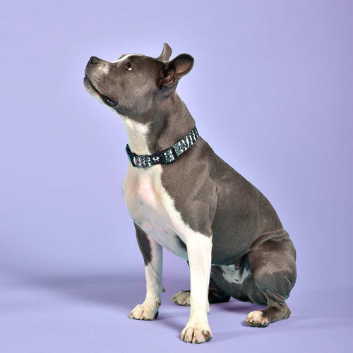 Ошейник United Pets для собак Complete me L 43-73/2,5 см, розовый камуфляж